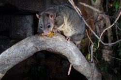 scaly-tailed-possum-or-wyulda-wyulda-squamicaudata-4