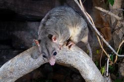 scaly-tailed-possum-or-wyulda-wyulda-squamicaudata-2