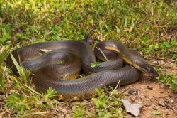 water-python-liasis-mackloti-2