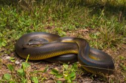 water-python-liasis-mackloti