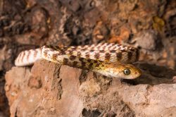 brown-tree-snake-boiga-irregularis-4