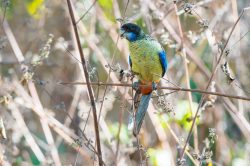 northern-rosella-platycercus-venustus