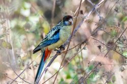 northern-rosella-platycercus-venustus-2