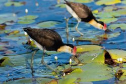 comb-crested-jacana-irediparra-gallinacea