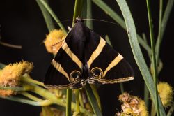 Australian wildlife