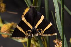 noctuid-moth-species-grammodes-ocellata-4