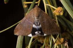noctuid-moth-species-achaea-argilla-3