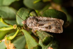 yellow-striped-army-worm-moth-spodoptera-ornithogalli