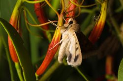 australian-bollworm-moth-helicoverpa-punctigera-2