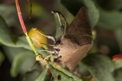 noctuid-moth-species-achaea-argilla-4