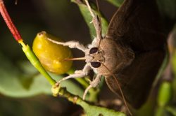 noctuid-moth-species-achaea-argilla-5