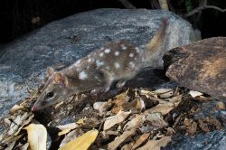 northern-quoll-dasyurus-hallucatus-7