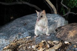 northern-quoll-dasyurus-hallucatus-8