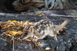 northern-quoll-dasyurus-hallucatus-9