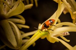 dendrobium-beetle-stethopachys-formosa
