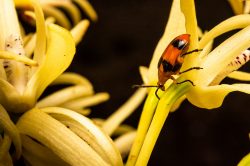 dendrobium-beetle-stethopachys-formosa-2