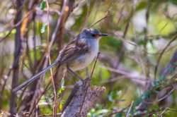 red-winged-fairy-wren-malurus-elegans