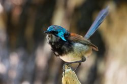 red-winged-fairy-wren-malurus-elegans-2