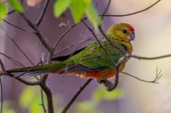 western-rosella-platycercus-venustus