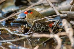 red-eared-firetail-finch-stagonopleura-oculata