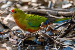 western-rosella-platycercus-venustus-2