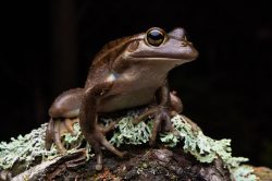 motorbike-frog-litoria-moorei