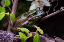 motorbike-frog-litoria-moorei-2