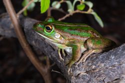 motorbike-frog-litoria-moorei-4