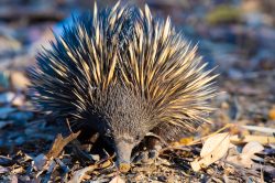 echidna-tachyglossus-aculeatus-7