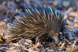 echidna-tachyglossus-aculeatus-8