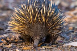echidna-tachyglossus-aculeatus-9