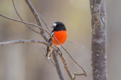 scarlet-robin-petroica-boodang-2