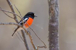 scarlet-robin-petroica-boodang-3