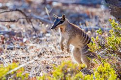 numbat-myrmecobius-fasciatus