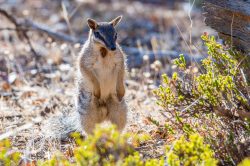 numbat-myrmecobius-fasciatus-2