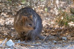 quokka-setonix-brachyurus
