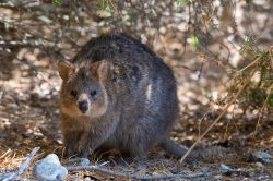 quokka-setonix-brachyurus-2