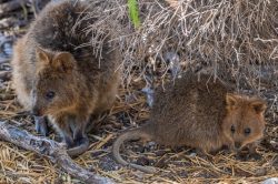 quokka-setonix-brachyurus-3