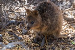 quokka-setonix-brachyurus-4