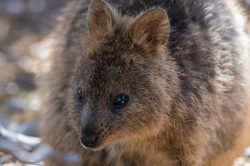 quokka-setonix-brachyurus-5
