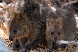 quokka-setonix-brachyurus-6
