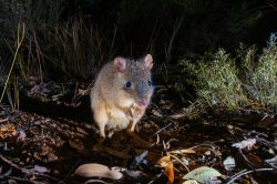 woylie-brush-tailed-bettong-bettongia-penicillata-2