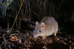woylie-brush-tailed-bettong-bettongia-penicillata-3