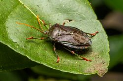 bronze-orange-bug-musgraveia-sulciventris