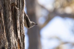 varied-sitella-daphoenositta-chrysoptera-2