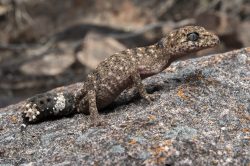 granite-belt-thick-tailed-gecko-uvidicolus-sphyrurus-2