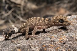 granite-belt-thick-tailed-gecko-uvidicolus-sphyrurus-3