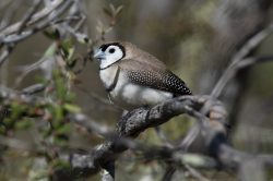 double-barred-finch-taeniopygia-bichenovii-5