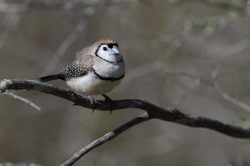 double-barred-finch-taeniopygia-bichenovii-6