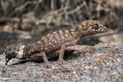 granite-belt-thick-tailed-gecko-uvidicolus-sphyrurus-4